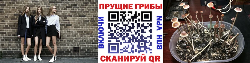 продажа наркотиков  Бердск  Псилоцибиновые грибы прущие грибы 