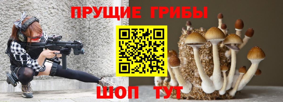 Псилоцибиновые грибы Psilocybe Бердск